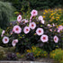 Hibiscus Perfect Storm PW Rose Mallow Image Credit: Walters Gardens,Inc.