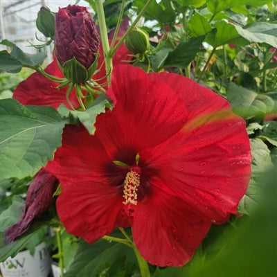 Hibiscus Valentine's Crush Rose Mallow 2 Image Credit: Millgrove Perennials