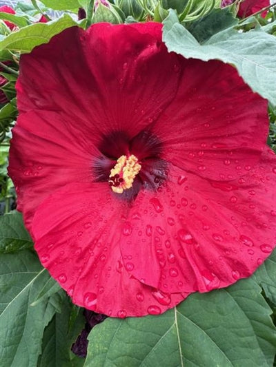 Hibiscus Valentine's Crush Rose Mallow Image Credit: Millgrove Perennials