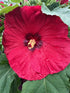 Hibiscus Valentine's Crush Rose Mallow Image Credit: Millgrove Perennials