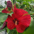 Hibiscus Valentine's Crush Rose Mallow 2 Image Credit: Millgrove Perennials