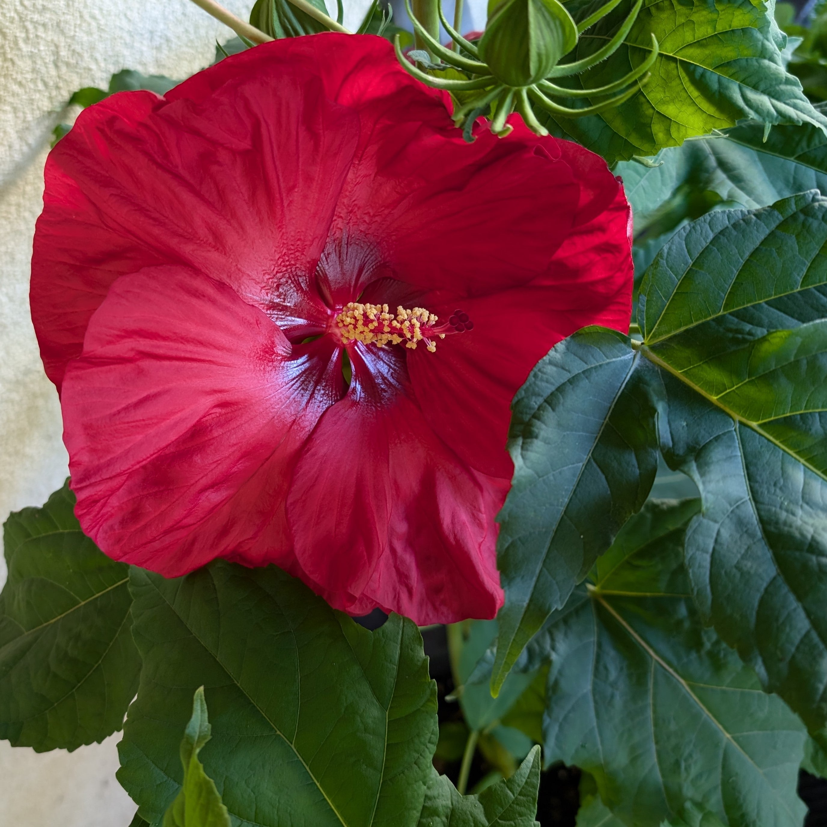 Hibiscus hybrid Valentine's Crush Rose Mallow Image Credit: Chaz Morenz 20240725