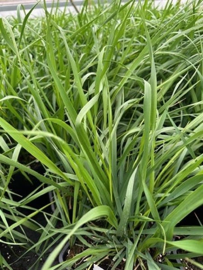 Hierochloe odorata Sweet Grass Image Credit: Millgrove Perennials