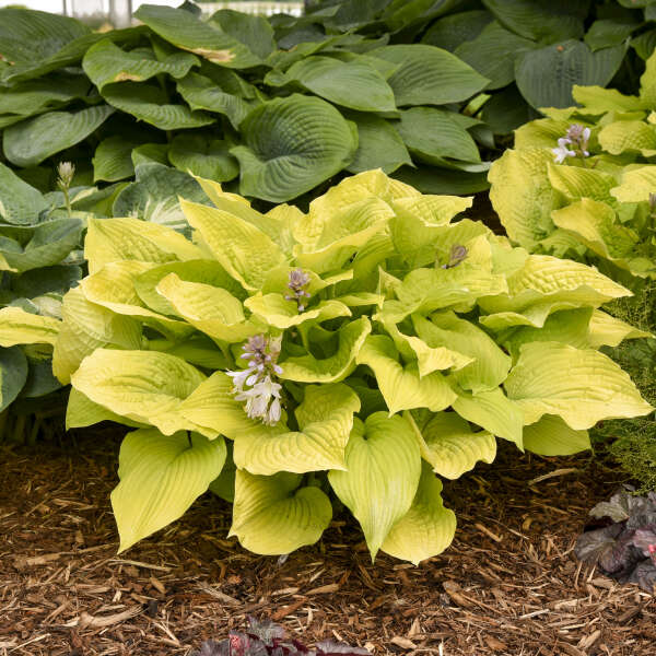 Hosta Coast to Coast Plantain Lily Image Credit: Walters Gardens