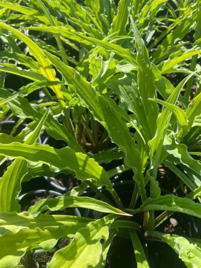 Hosta Curly Fries Plantain Lily Image Credit: Millgrove Perennials