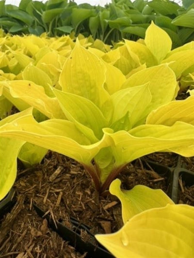 Hosta Fire Island Plantain Lily Image Credit: Millgrove Perennials