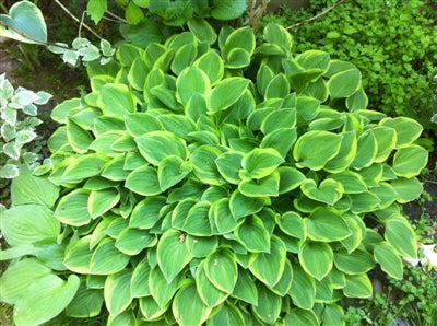 Hosta Golden Tiara Plantain Lily Image Credit: Walters Gardens