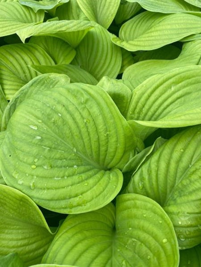 Hosta Guacamole Plantain Lily Image Credit: Millgrove Perennials