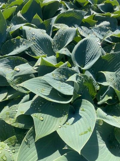 Hosta Halcyon Plantain Lily Image Credit: Millgrove Perennials