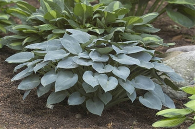 Hosta Halcyon Plantain Lily Image Credit : Walters Gardens