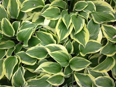 Hosta Pilgrim Plantain Lily Image Credit: Millgrove Perennials