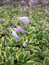 Hosta Pilgrim Plantain Lily Flower Image Credit: Millgrove Perennials