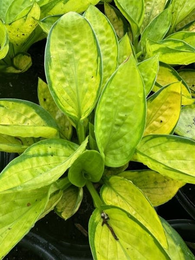 Hosta Rainforest Sunrise Plantain Lily Image Credit: Millgrove Perennials