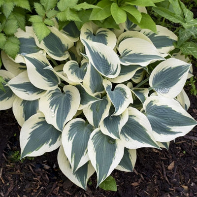 Hosta Blue Ivory Plantain Lily image credit: Walters Gardens