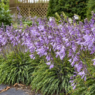 Hosta Silly String Plantain Lily image credit: Walters Gardens