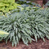 Hosta Silly String Plantain Lily image credit: Walters Gardens