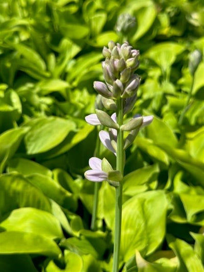 Hosta August Moon Plantain Lily Image Credit: Millgrove Perennials