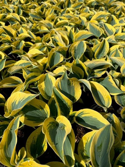 Hosta Autumn Frost PW Plantain Lily Image Credit: Millgrove Perennials