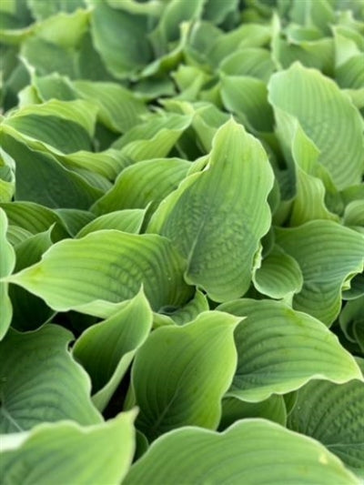 Hosta Komodo Dragon Plantain Lily Image Credit: Millgrove Perennials