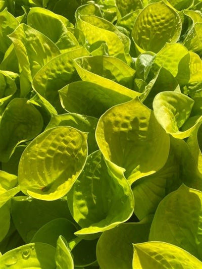 Hosta Maui Buttercups Plantain Lily Image Credit: Millgrove Perennials