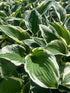 Hosta Minuteman Plantain Lily Image Credit: Millgrove Perennials