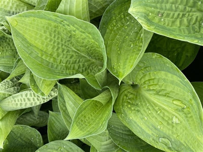 Hosta Paradigm Plantain Lily Image Credit: Millgrove Perennials