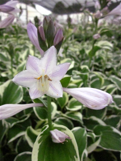 Hosta Patriot Plantain Lily  Flower Image Credit: Millgrove Perennials