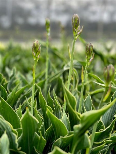 Hosta Praying Hands Plantain Lily Image Credit: Millgrove Perennials