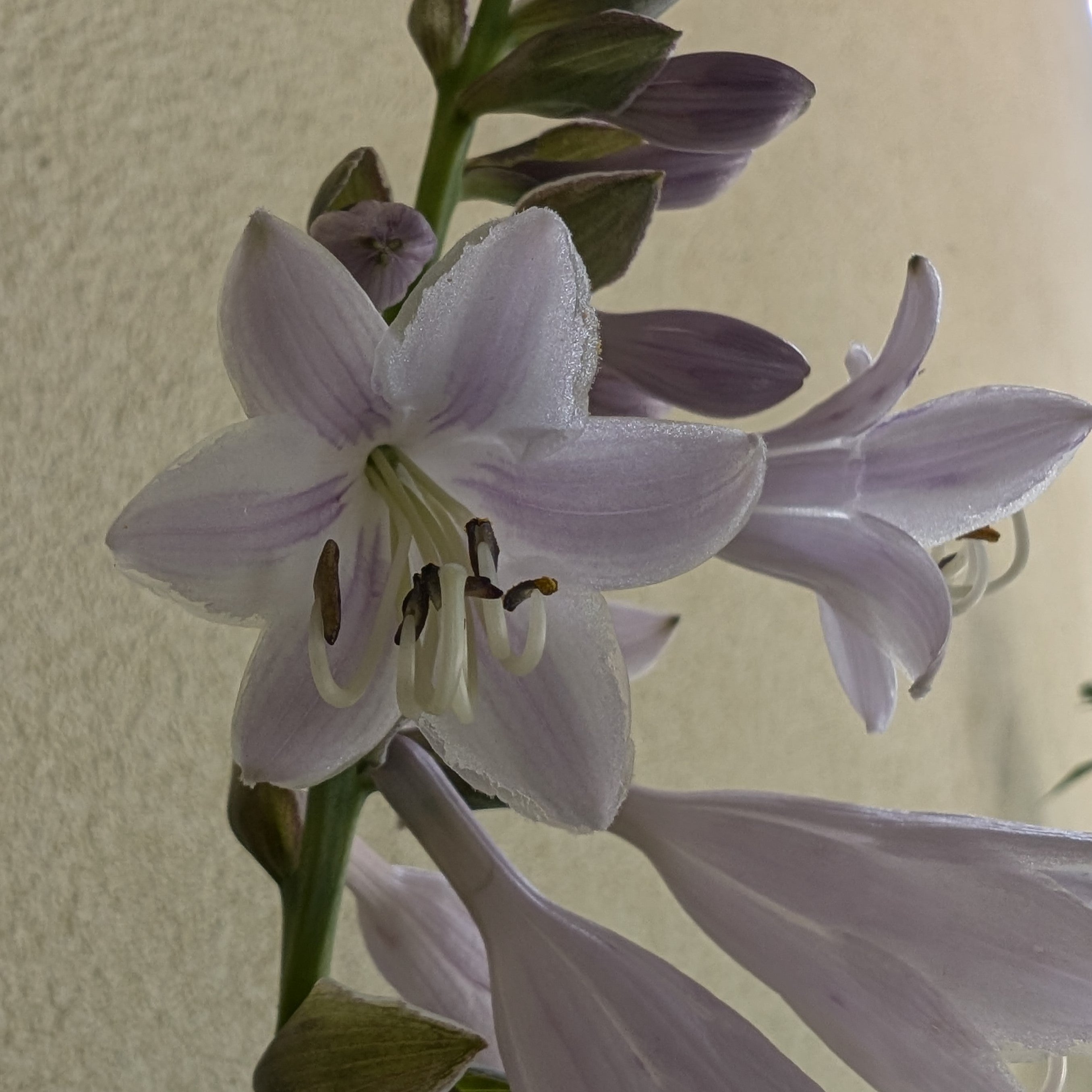 Hosta hybrid August Moon Plantain Lily Flower Image Credit: Chaz Morenz 2022-05-26
