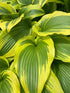 Hosta montana Aureomarginata Plantain Lily Image Credit: Millgrove Perennials