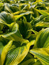 Hosta montana Aureomarginata Plantain Lily 2 Image Credit: Millgrove Perennials