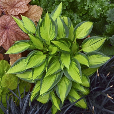Hosta hybrid June Spirit Plantain Lily Image Credit: Walters Gardens
