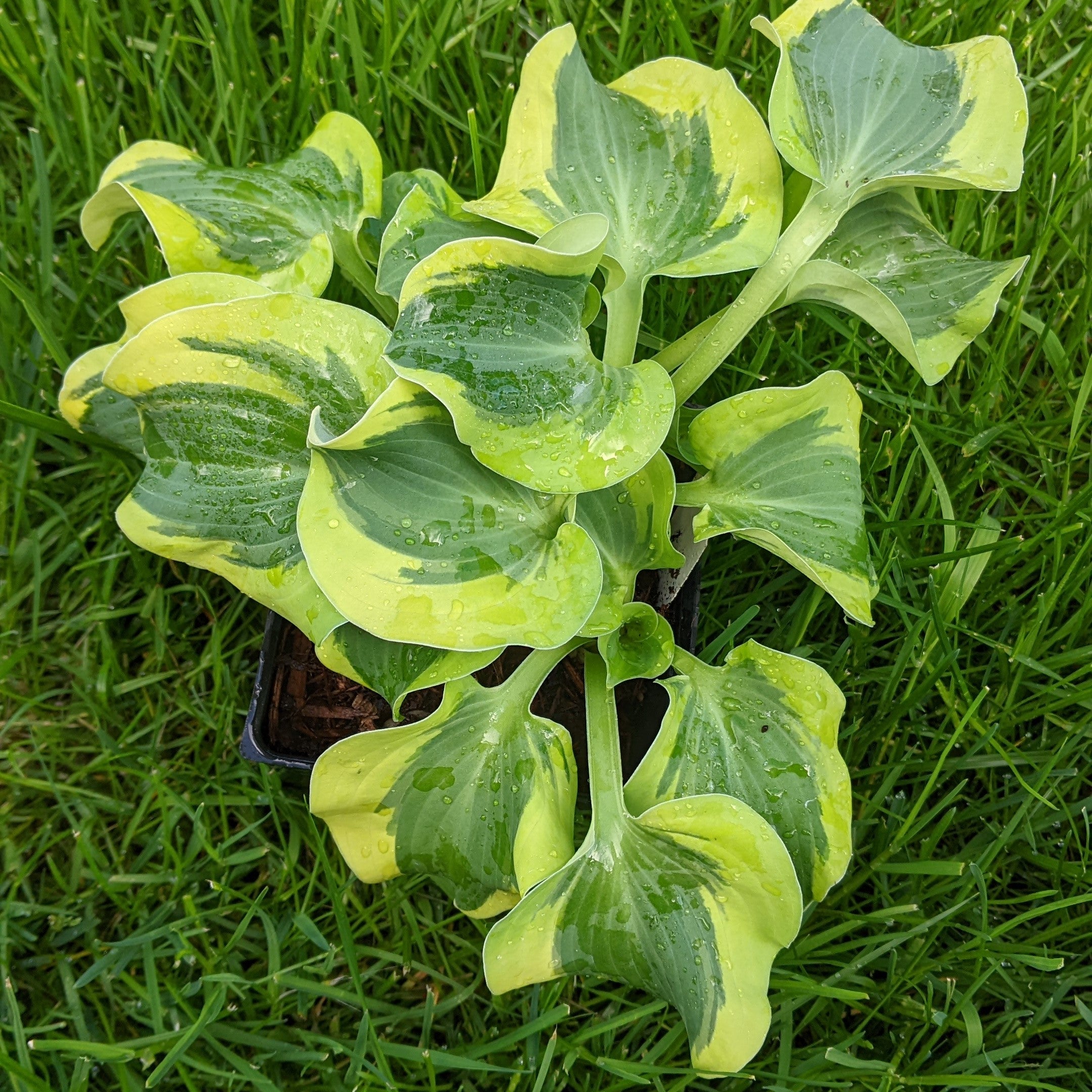 Hosta hybrid Mini Skirt Plantain Lily Image Credit: Chaz Morenz 2024 05 08