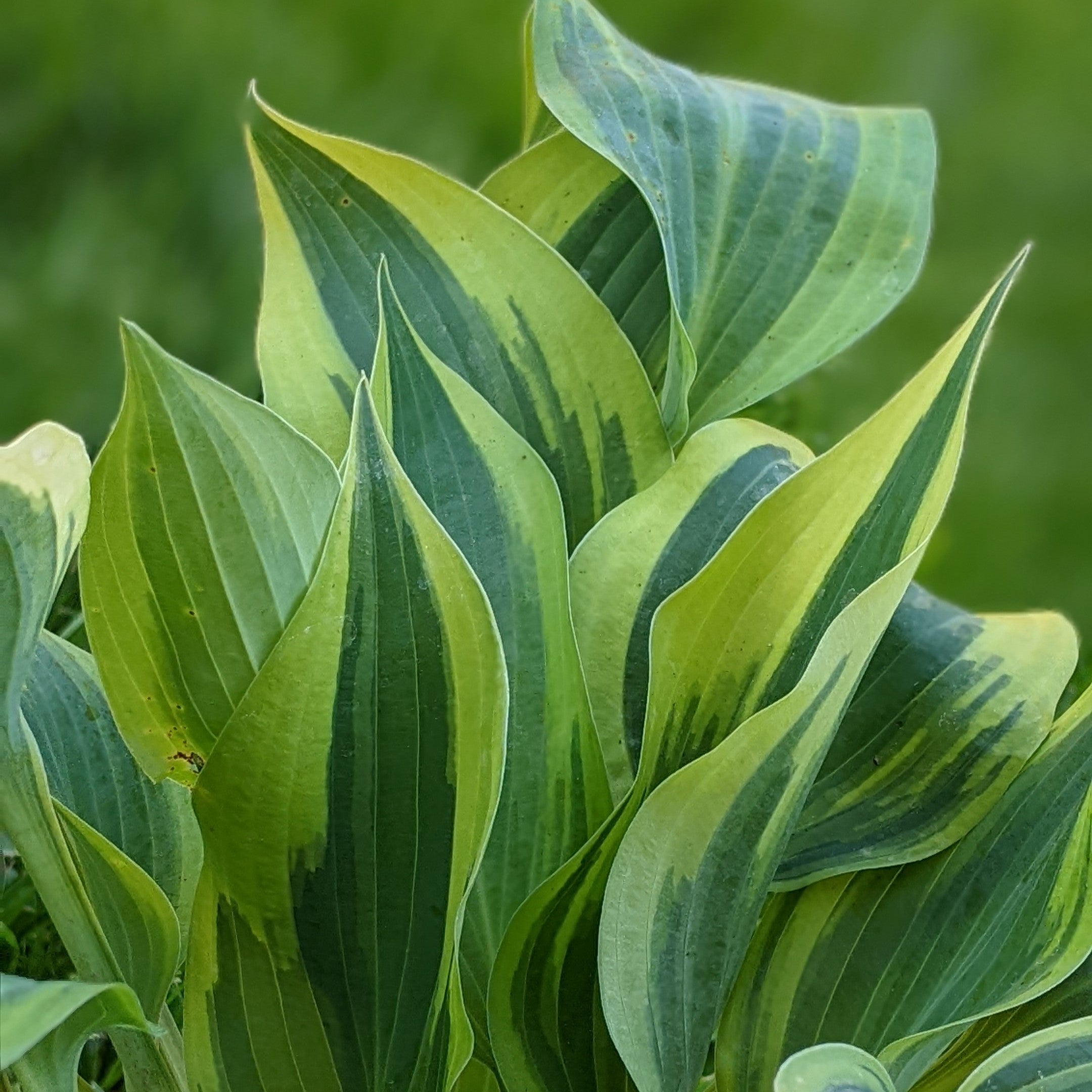 Hosta hybrid Wolverine Plantain Lily Image Credit: Chaz Morenz 20240522