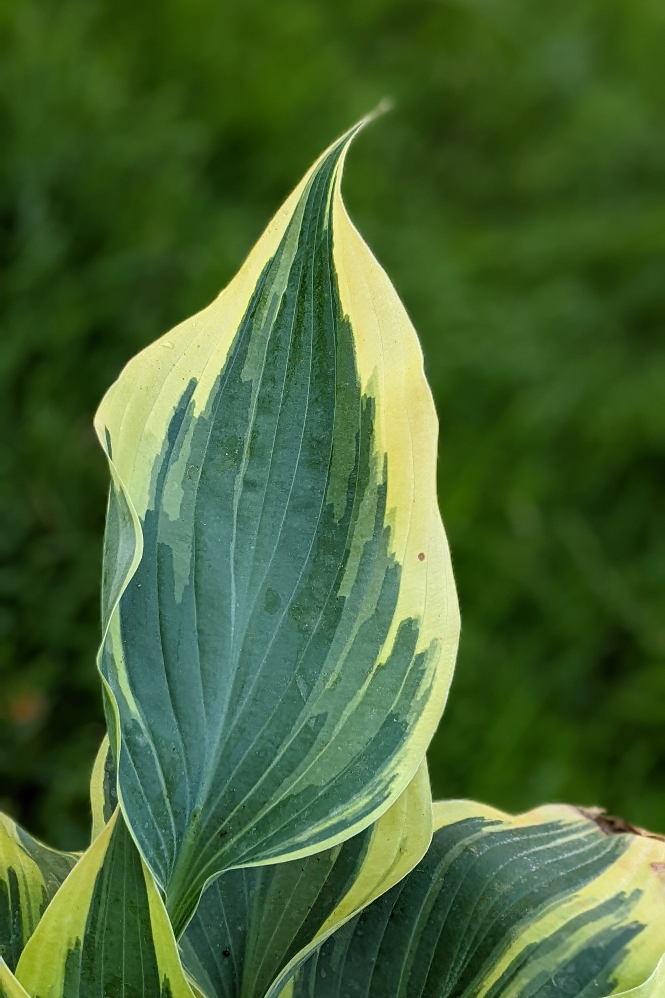 Hosta hybrid Wolverine Plantain Lily Image Credit: Chaz Morenz 20240522