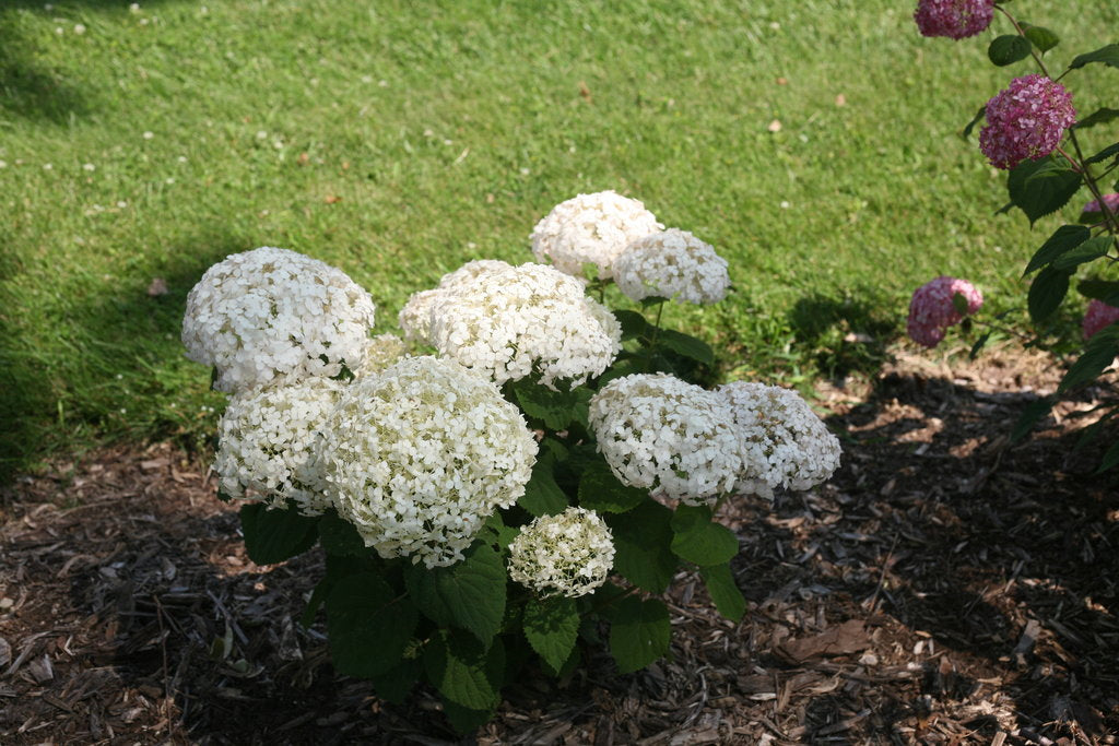 Hydrangea arborescens Invincibelle Wee White Image Credit: Proven Winners