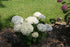 Hydrangea arborescens Invincibelle Wee White Image Credit: Proven Winners