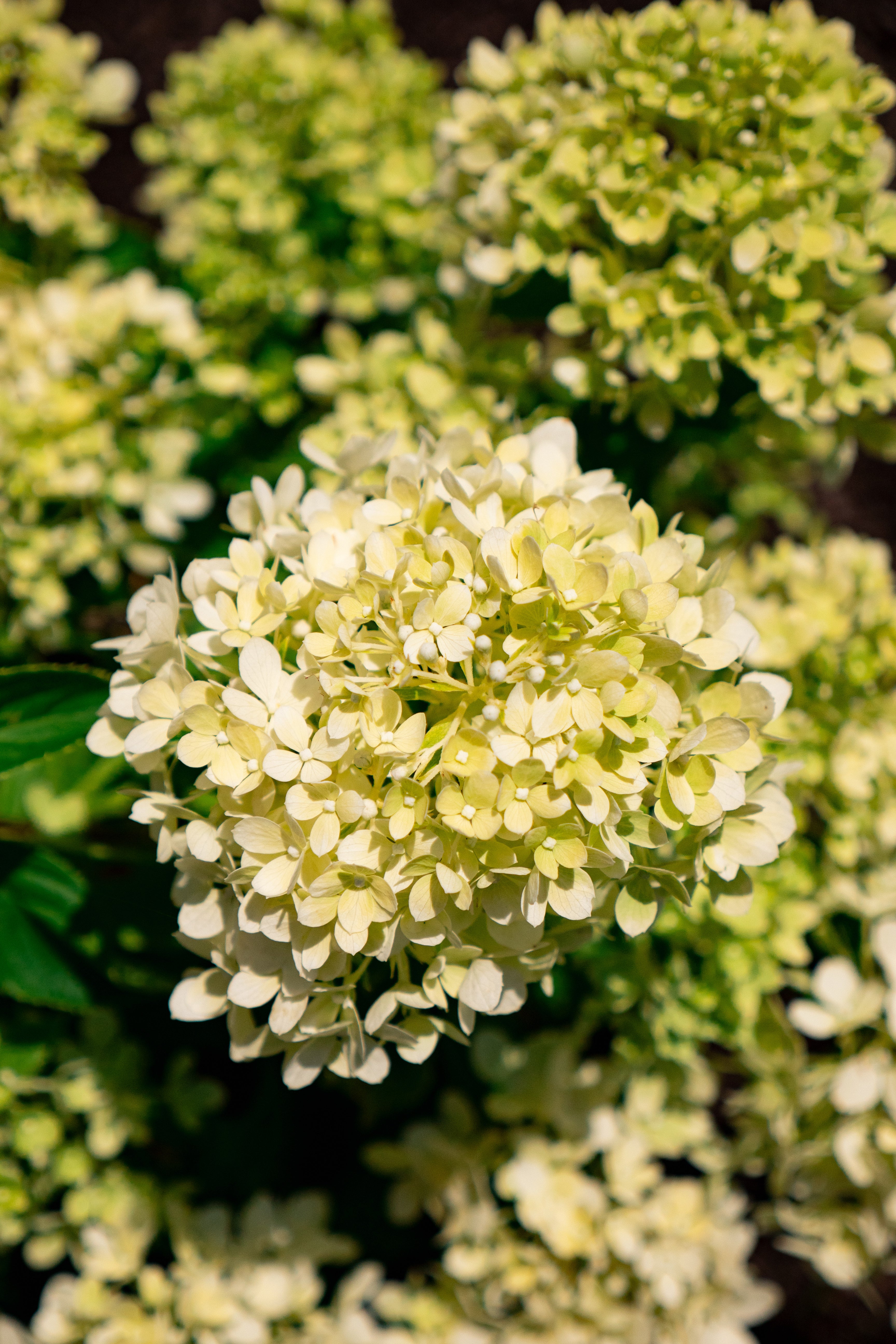 Hydrangea paniculata Bubble Bath  Image Credit:Bloomin Easy Plants
