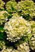 Hydrangea paniculata Bubble Bath  Image Credit:Bloomin Easy Plants
