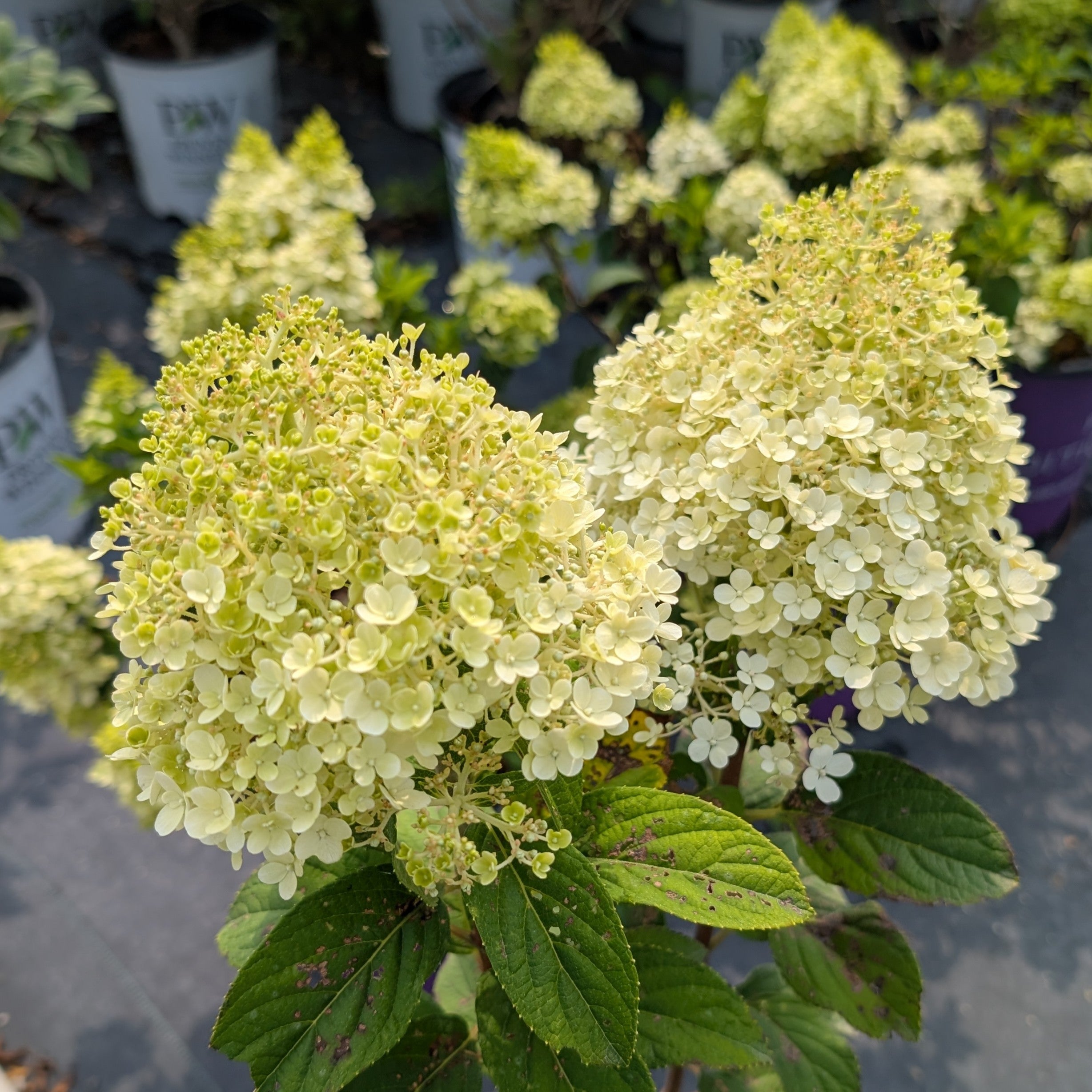 Hydrangea Paniculata Little Lime Image Credit: Chaz Morenz 20250806