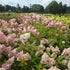 Hydrangea paniculata Vanilla Strawberry Image Credit: Chaz Morenz 20250806