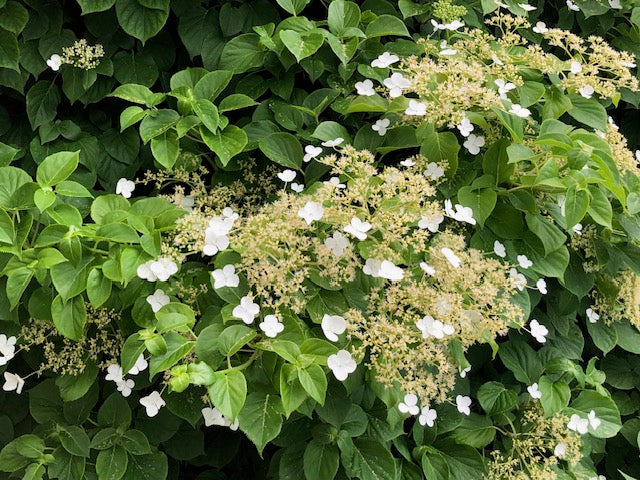 Hydrangea anomala petiolaris Climbing Hydrangea Image Credit: Marg Hamilton