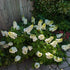 Hydrangea quercifolia Munchkin  Image Credit: Chaz Morenz 20260628