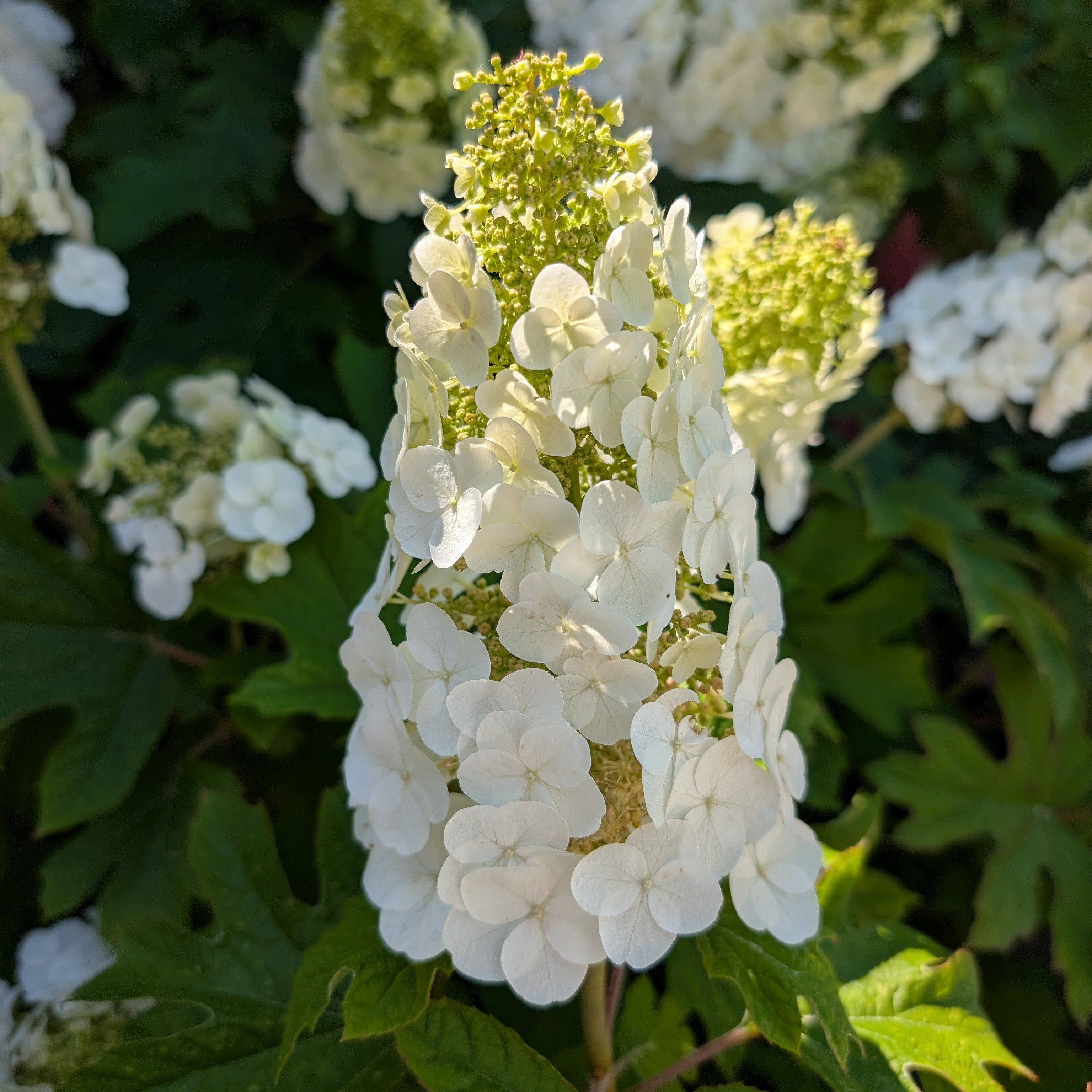 Hydrangea quercifolia Munchkin Younger Flowers are White  Image Credit: Chaz Morenz 20260628