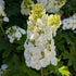 Hydrangea quercifolia Munchkin Younger Flowers are White  Image Credit: Chaz Morenz 20260628