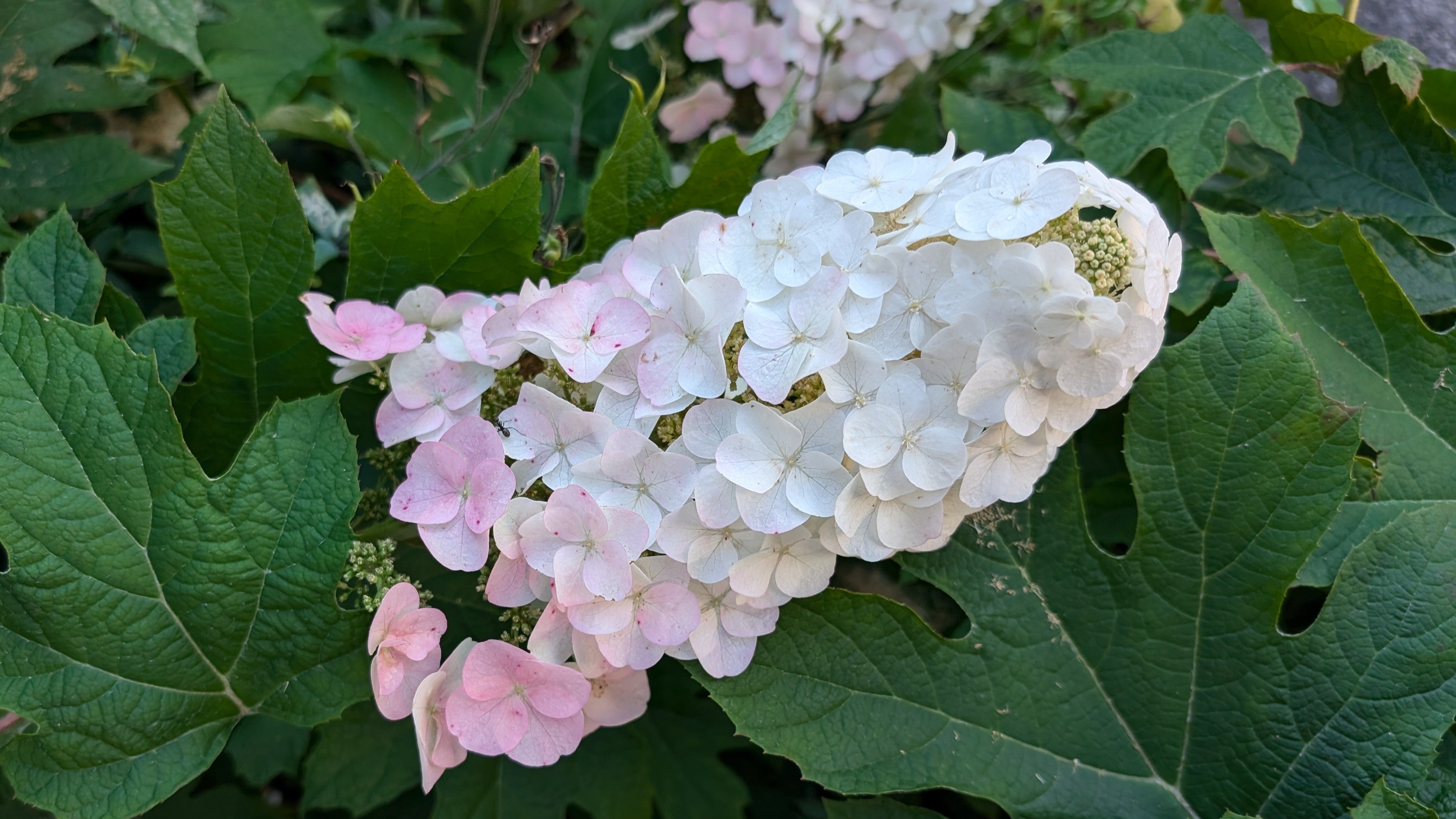 Hydrangea quercifolia Munchkin flowers fade to pink Image Credit: Chaz Morenz 20240706