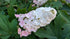 Hydrangea quercifolia Munchkin flowers fade to pink Image Credit: Chaz Morenz 20240706