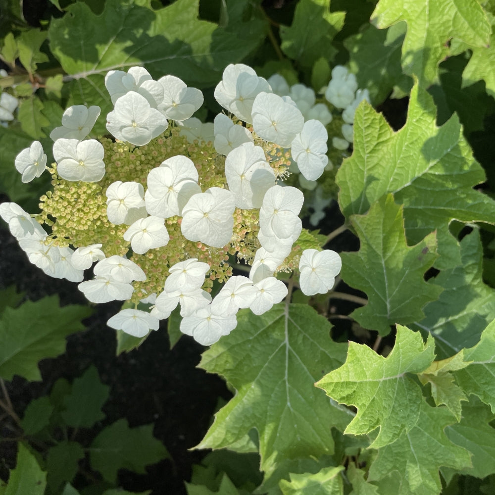 Hydrangea quercifolia Toy Soldier BE  Oakleaf Hydrangea 1 Image Credit: Bloomin Easy