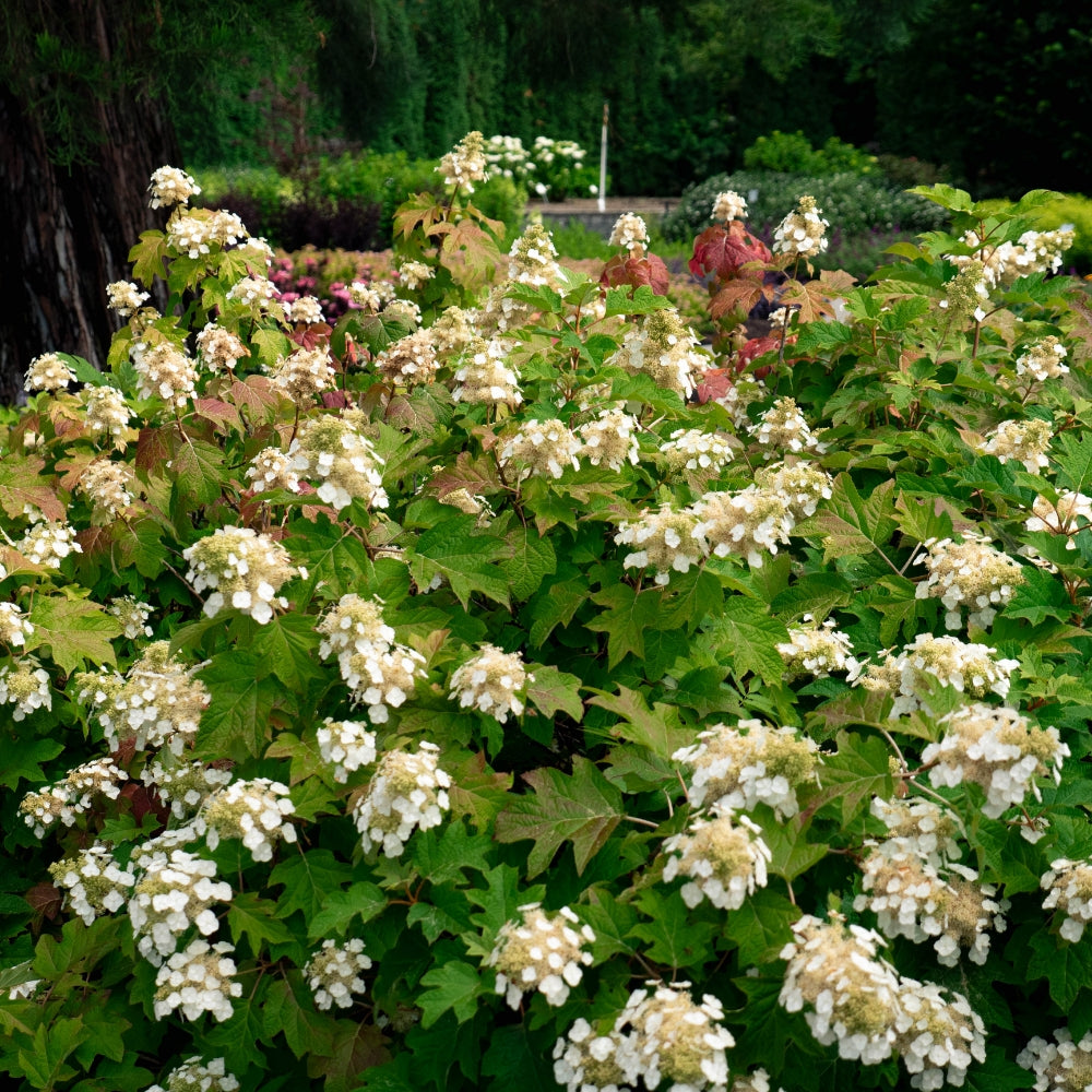 Hydrangea quercifolia Toy Soldier BE  Oakleaf Hydrangea 3 Image Credit: Bloomin Easy