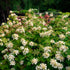 Hydrangea quercifolia Toy Soldier BE  Oakleaf Hydrangea 3 Image Credit: Bloomin Easy